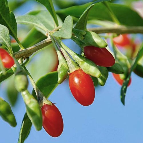 FRUITS ÉXOTIQUES